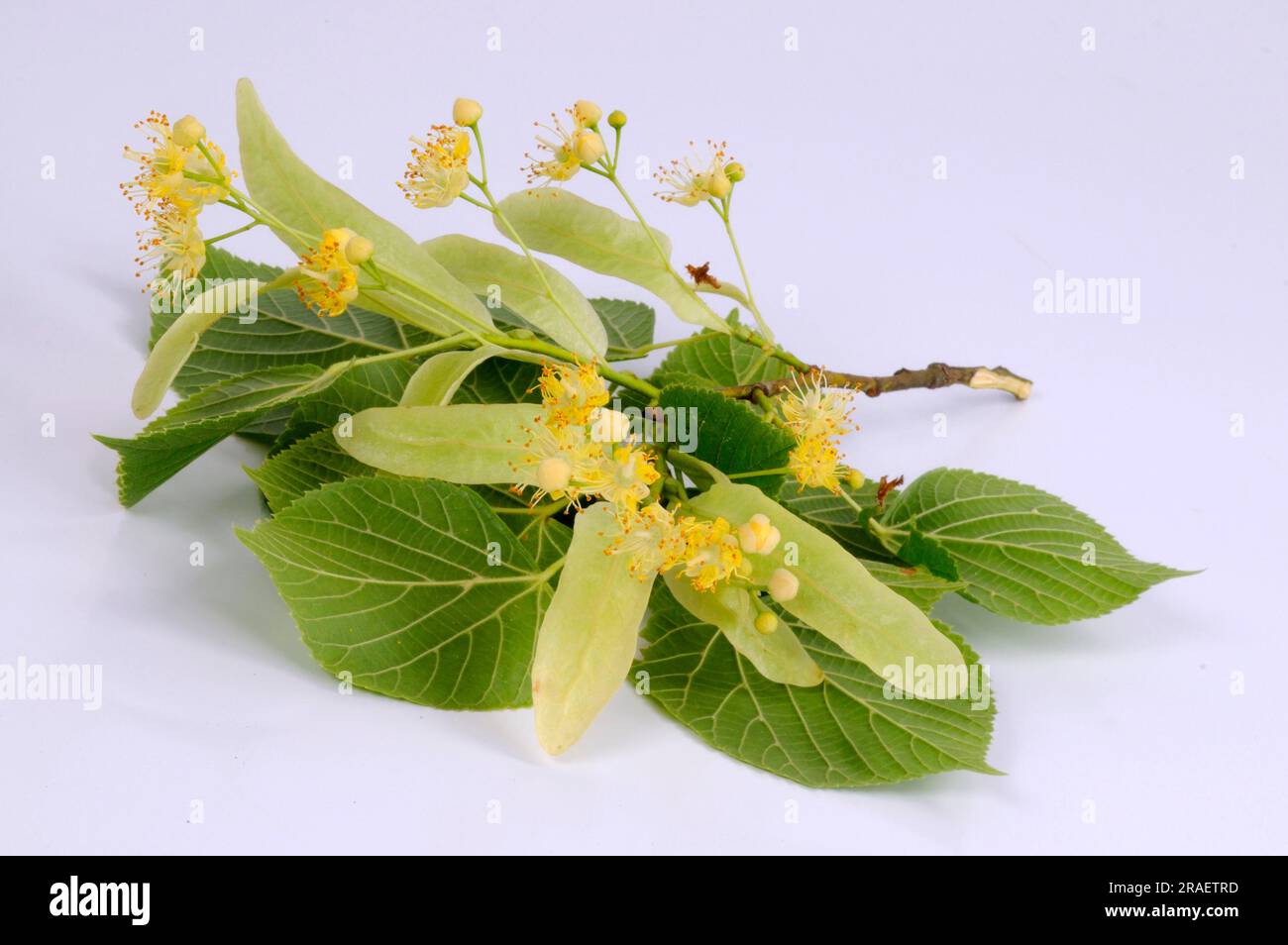 Large-leaved Linden (Tilia Platyphyllos Stock Photo - Alamy