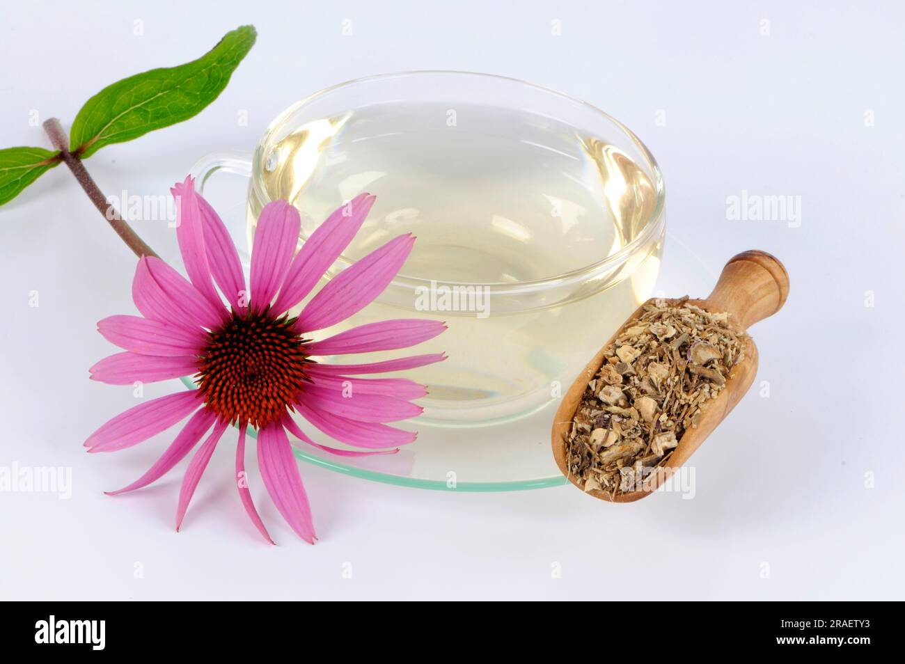 Cup red (Echinacea purpurea) coneflower tea, coneflower root tea Stock