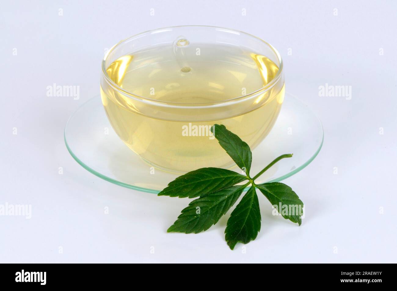 Cup of Jiaogulan tea, Jiaogulan, female ginseng, immortality herb