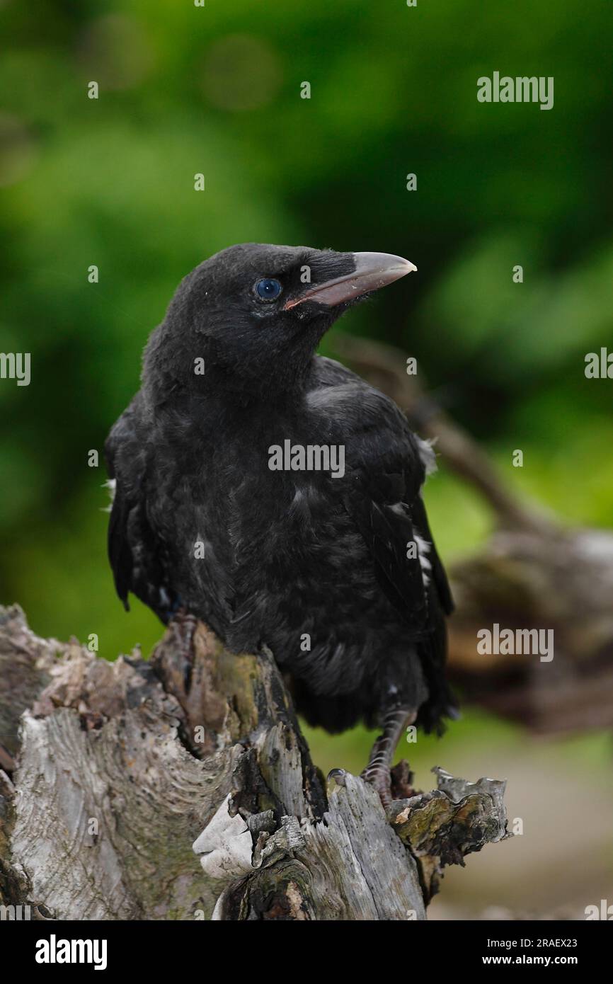 Fledgling crow hi-res stock photography and images - Alamy