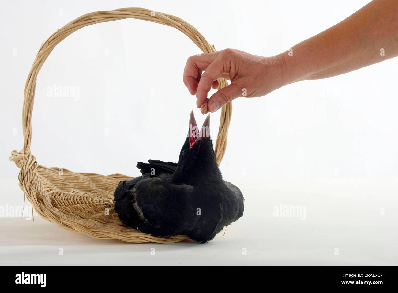 Hand rearing a young bird hi-res stock photography and images - Alamy