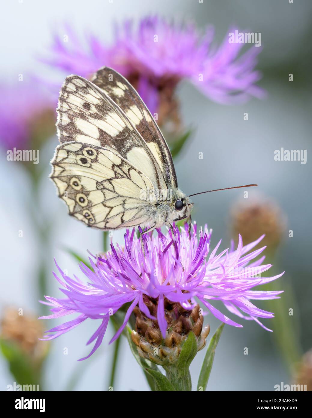The marbled white - Melanargia galathea sucks nectar with its trunk from the blossom of the Centaurea jacea, the brown knapweed or brownray knapweed Stock Photo