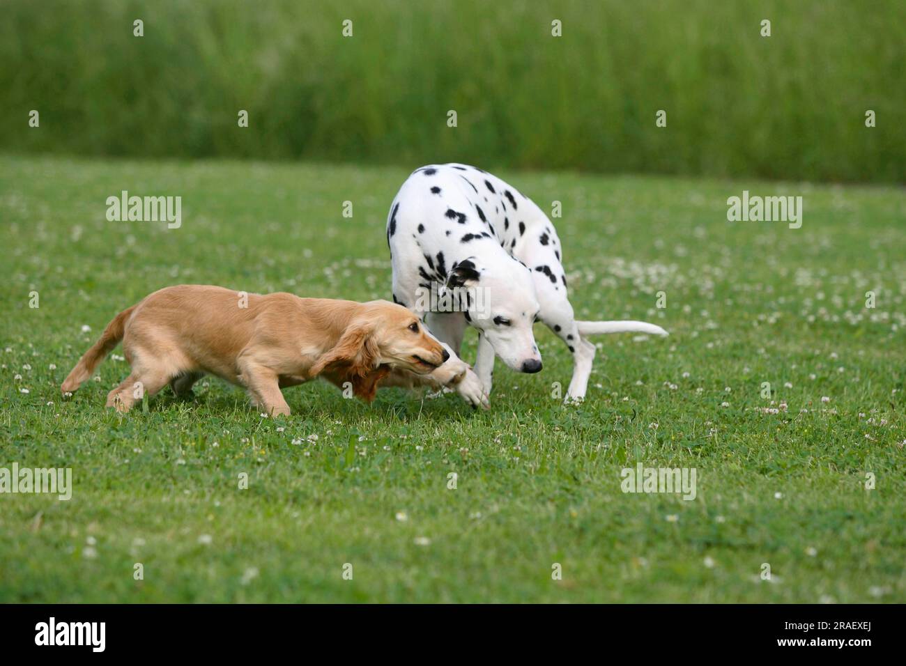 Dalmatian and English Cocker Spaniel, 5 months, English Cocker Spaniel