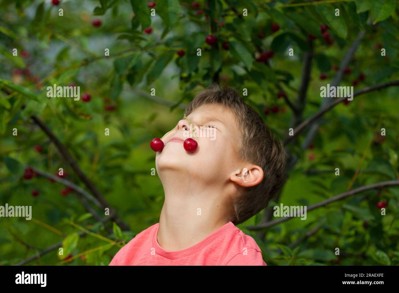 boy picking ripe red cherries from tree in garden. Portrait of happy child with cherries on nose background of cherry orchard. summer harvest season. Stock Photo