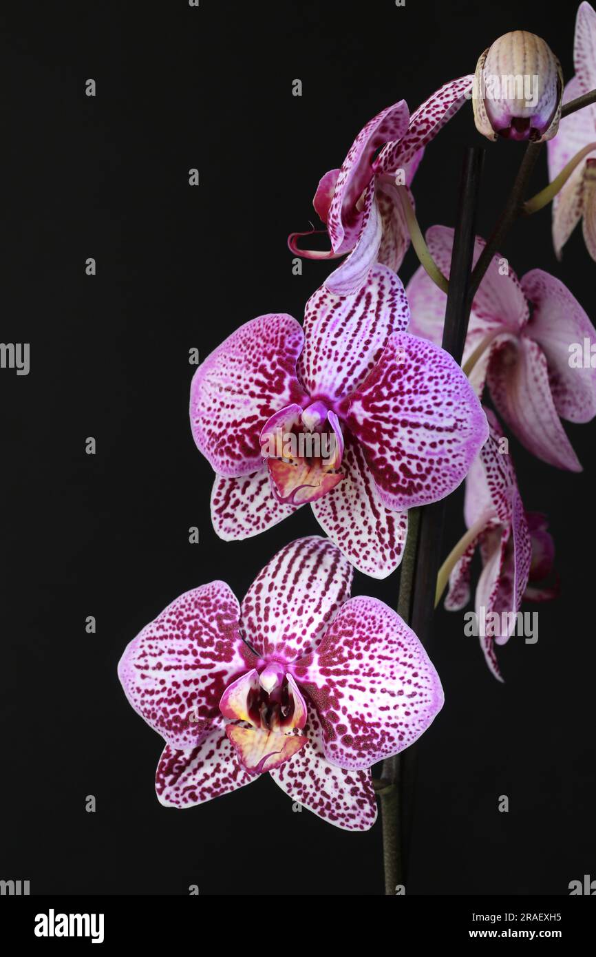 Purple moth orchid flowers phalaenopsis isolated on a dark background Stock Photo