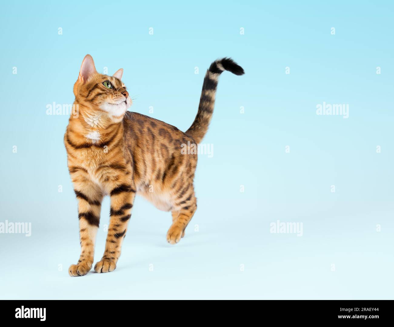 Bengal cat in a photo studio on a blue background. Copy space Stock ...