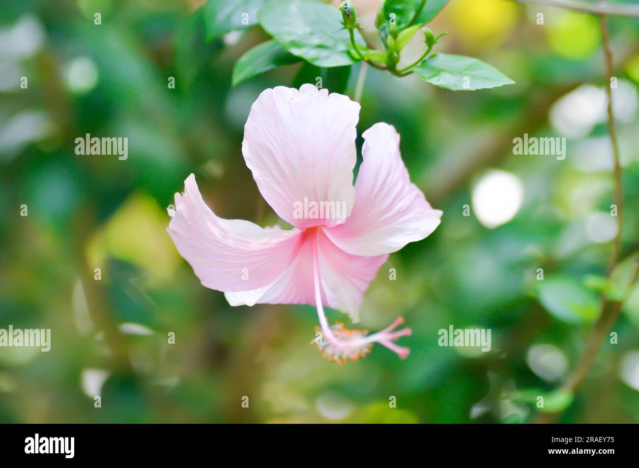 Chinese rose or Hibiscus or pink flower Stock Photo
