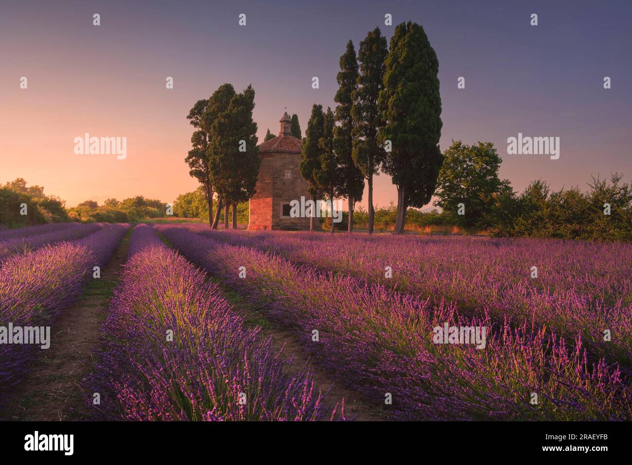 Blooming lavender field, cypress trees and Oratorio di San Guido church. Bolgheri, province of Livorno, Tuscany region, Italy Stock Photo