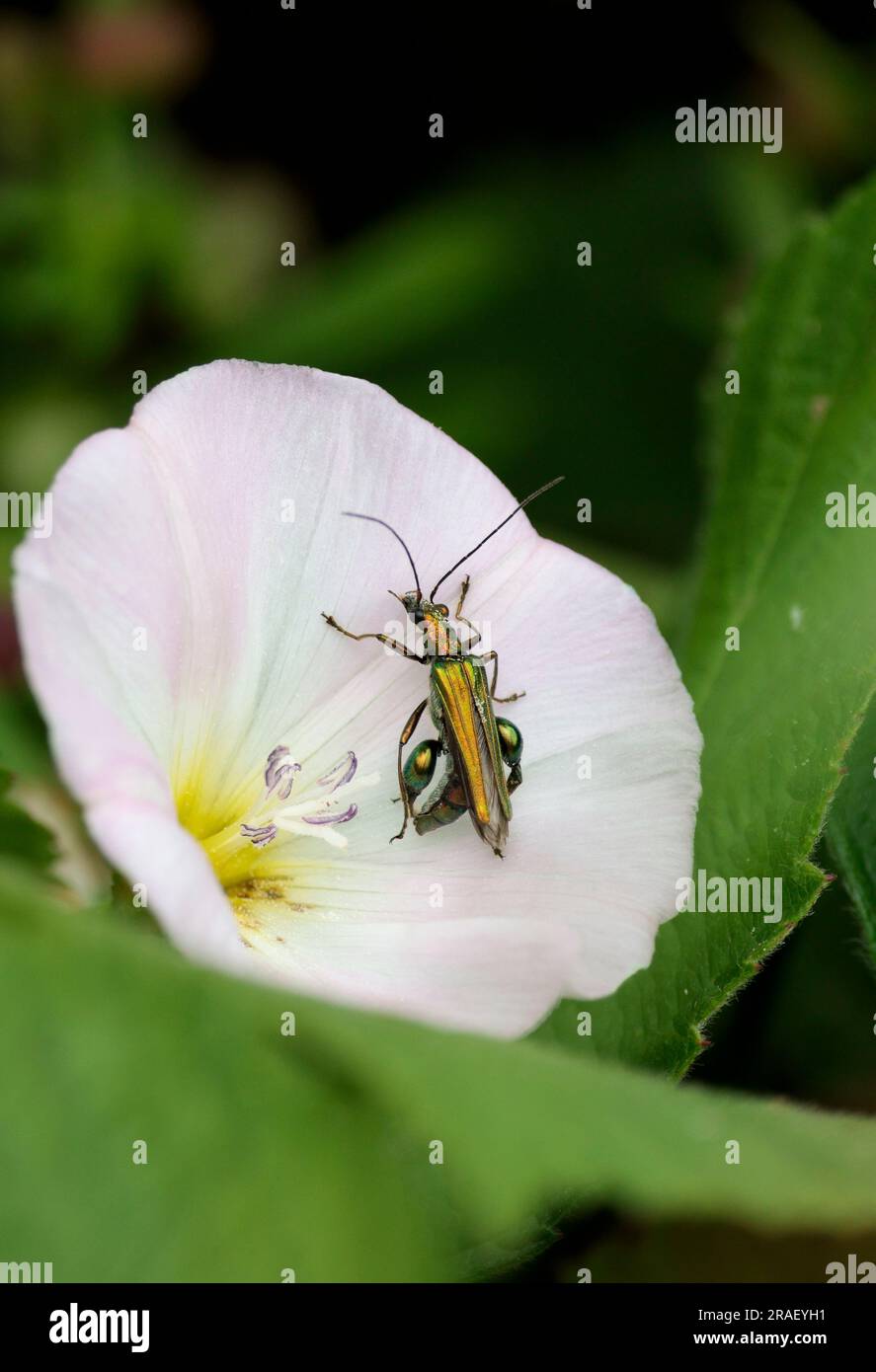 Oedemera nobilis small shiny slender green beetle male has swollen hind femora elytra taper and splay towards tip of abdomen don't cover all of wings Stock Photo