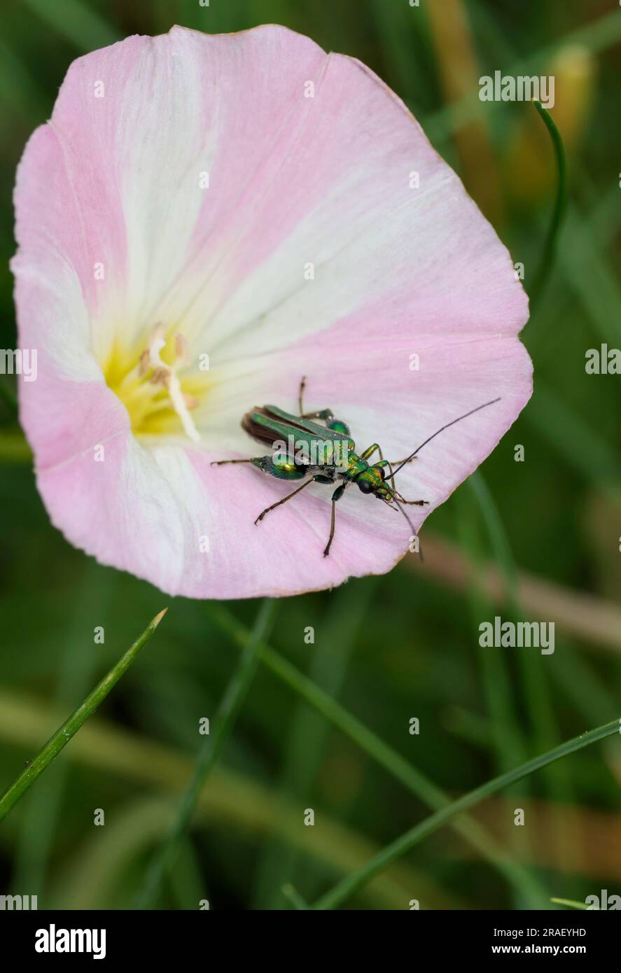 Oedemera nobilis small shiny slender green beetle male has swollen hind femora elytra taper and splay towards tip of abdomen don't cover all of wings Stock Photo