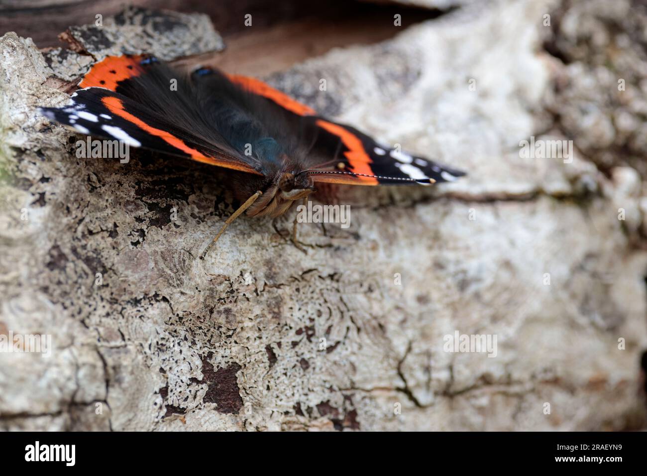 Red admiral butterfly Vannesa atalanta, upperwings black with red bands and white spots underwings marbled smoky grey 60mm sunbathing summer season uk Stock Photo
