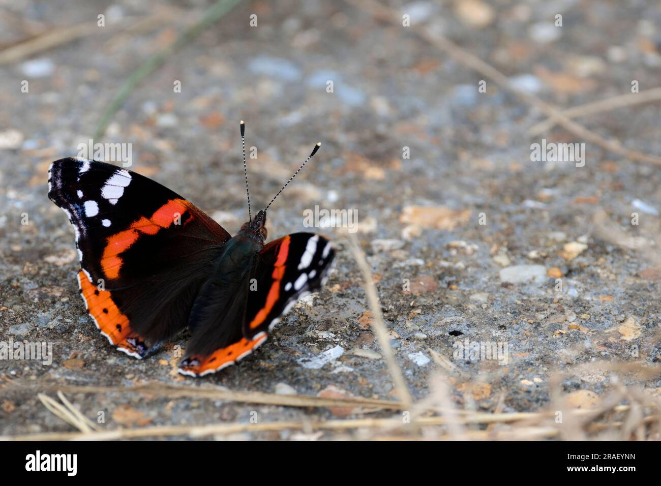 Red admiral butterfly Vannesa atalanta, upperwings black with red bands and white spots underwings marbled smoky grey 60mm sunbathing summer season uk Stock Photo