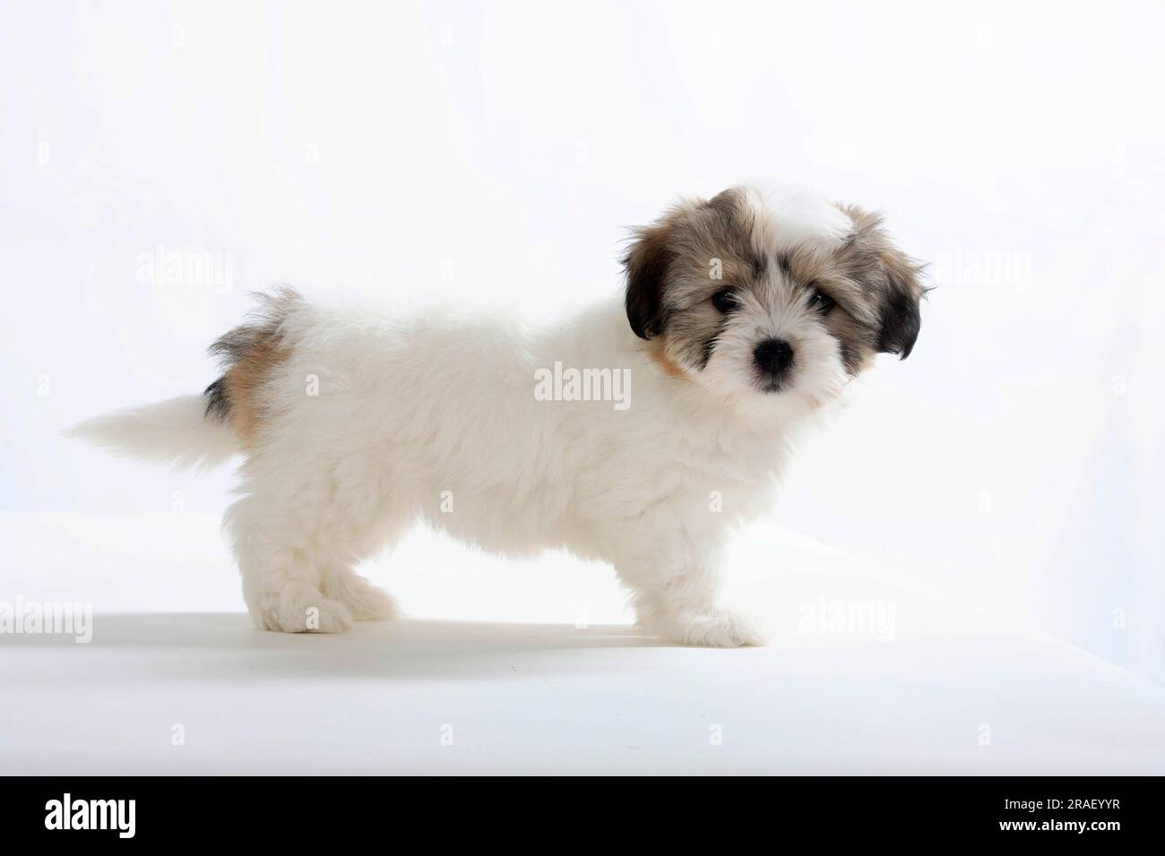 Coton de Tulear, puppy, 8 weeks, side Stock Photo Alamy