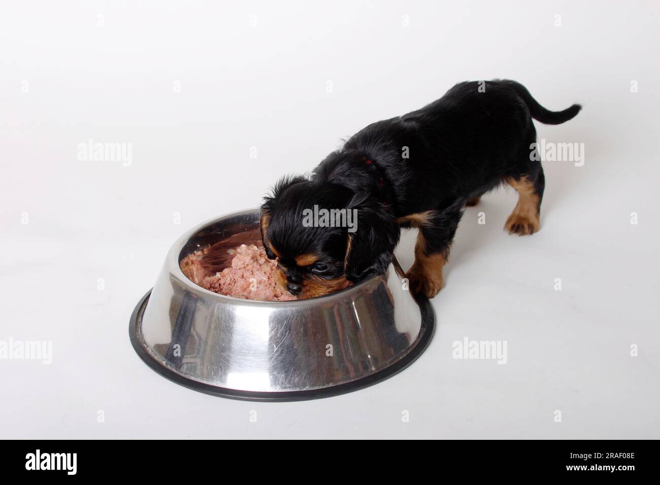 Cavalier King Charles Spaniel, puppy, blackandtan, 6 weeks, food bowl
