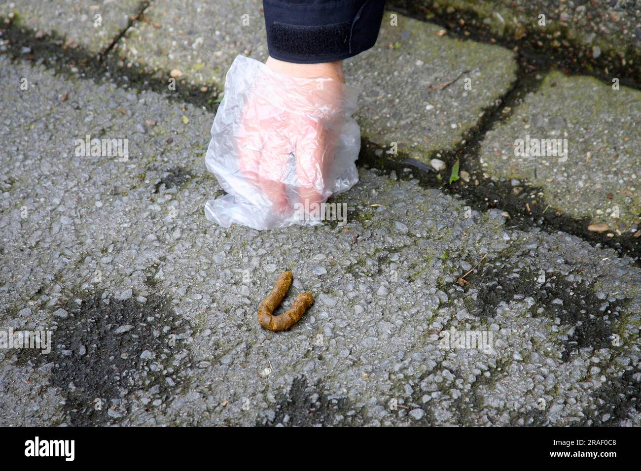 Dog excrement on the pavement is removed, dog poo Stock Photo Alamy
