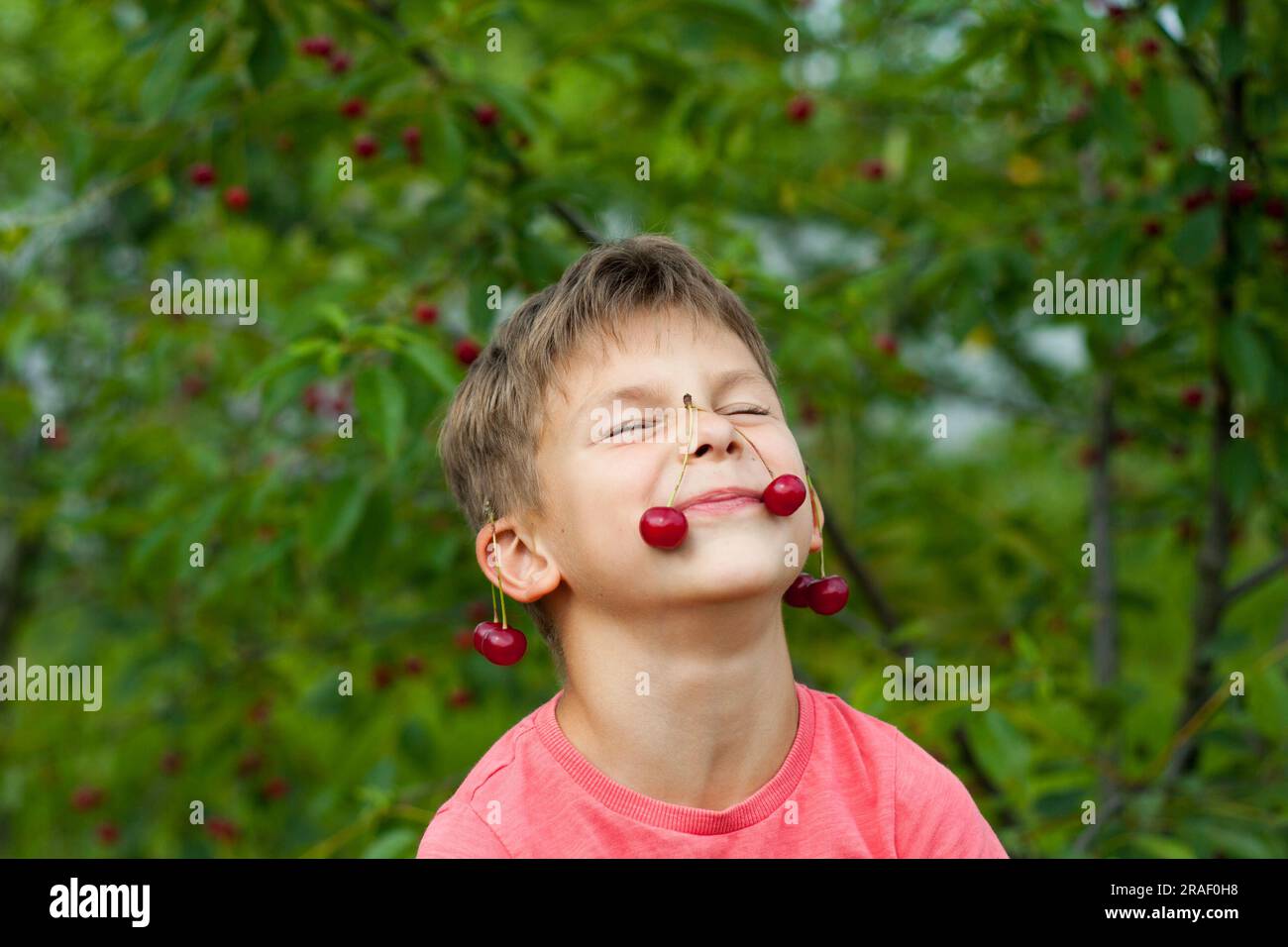 boy picking ripe red cherries from tree in garden. Portrait of happy child with cherries on ears and nose background of cherry orchard. summer harvest Stock Photo