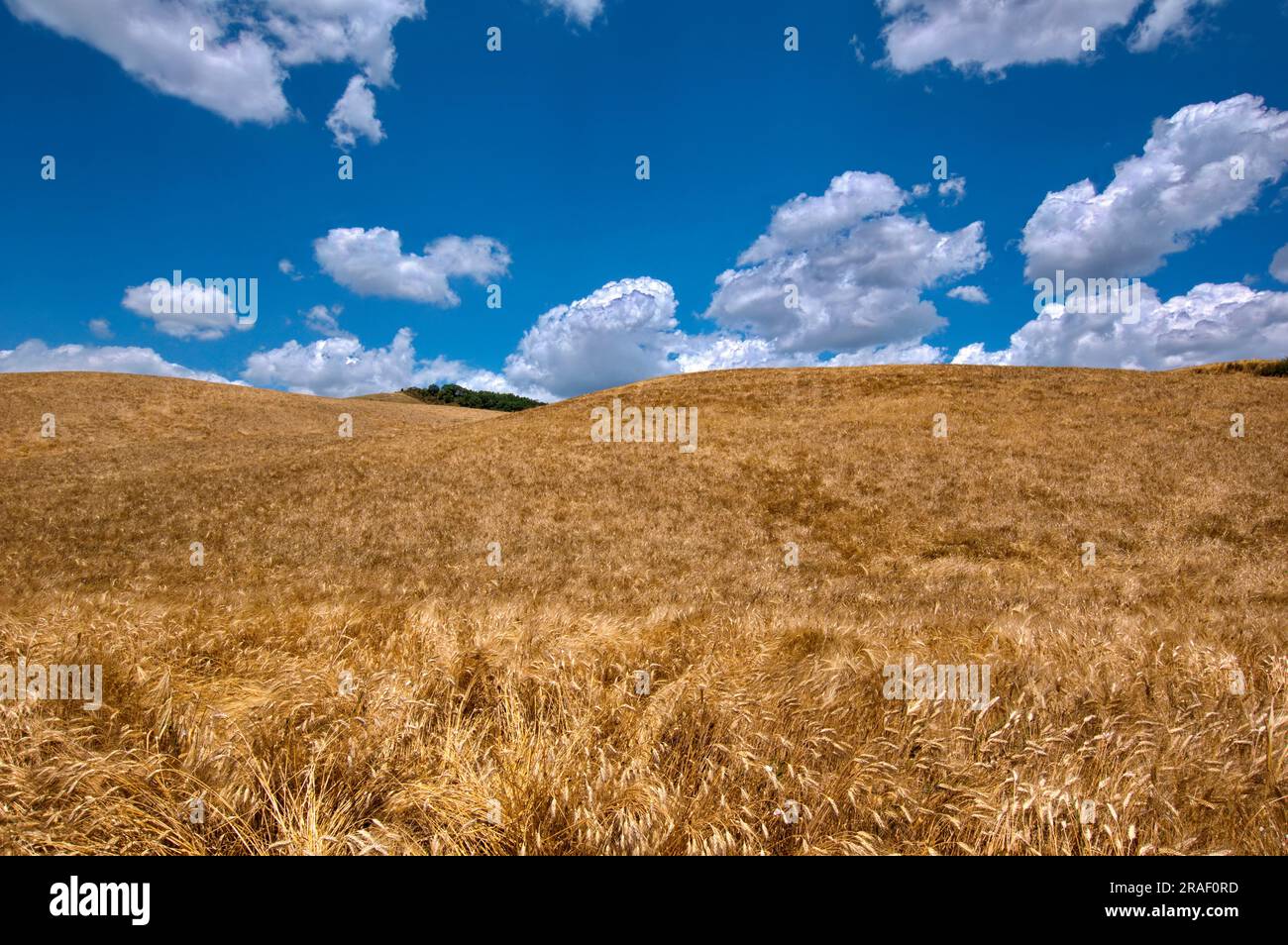 campo di grano maturo Stock Photo