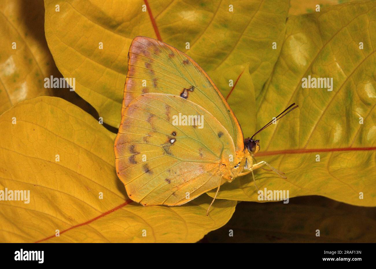 Phoebus butterfly hi-res stock photography and images - Alamy