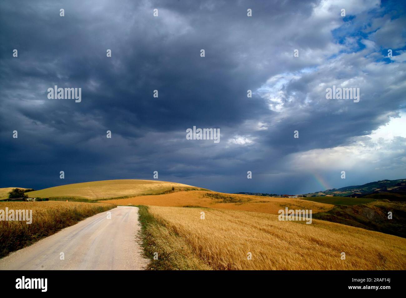 campo di grano maturo Stock Photo