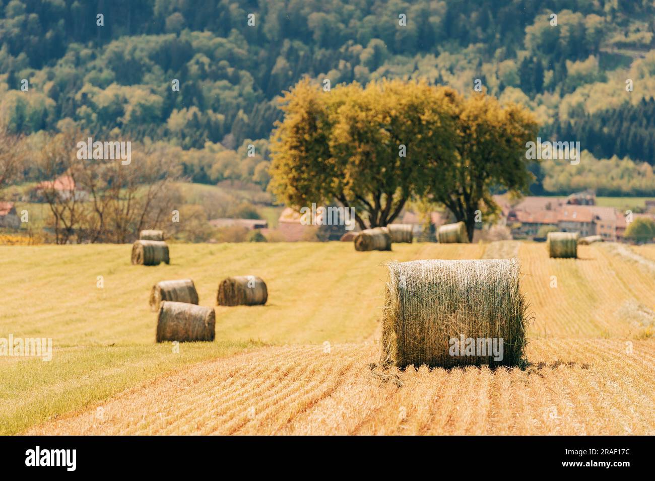 Summer farm scenery with haystacks in the field. Agriculture concept ...
