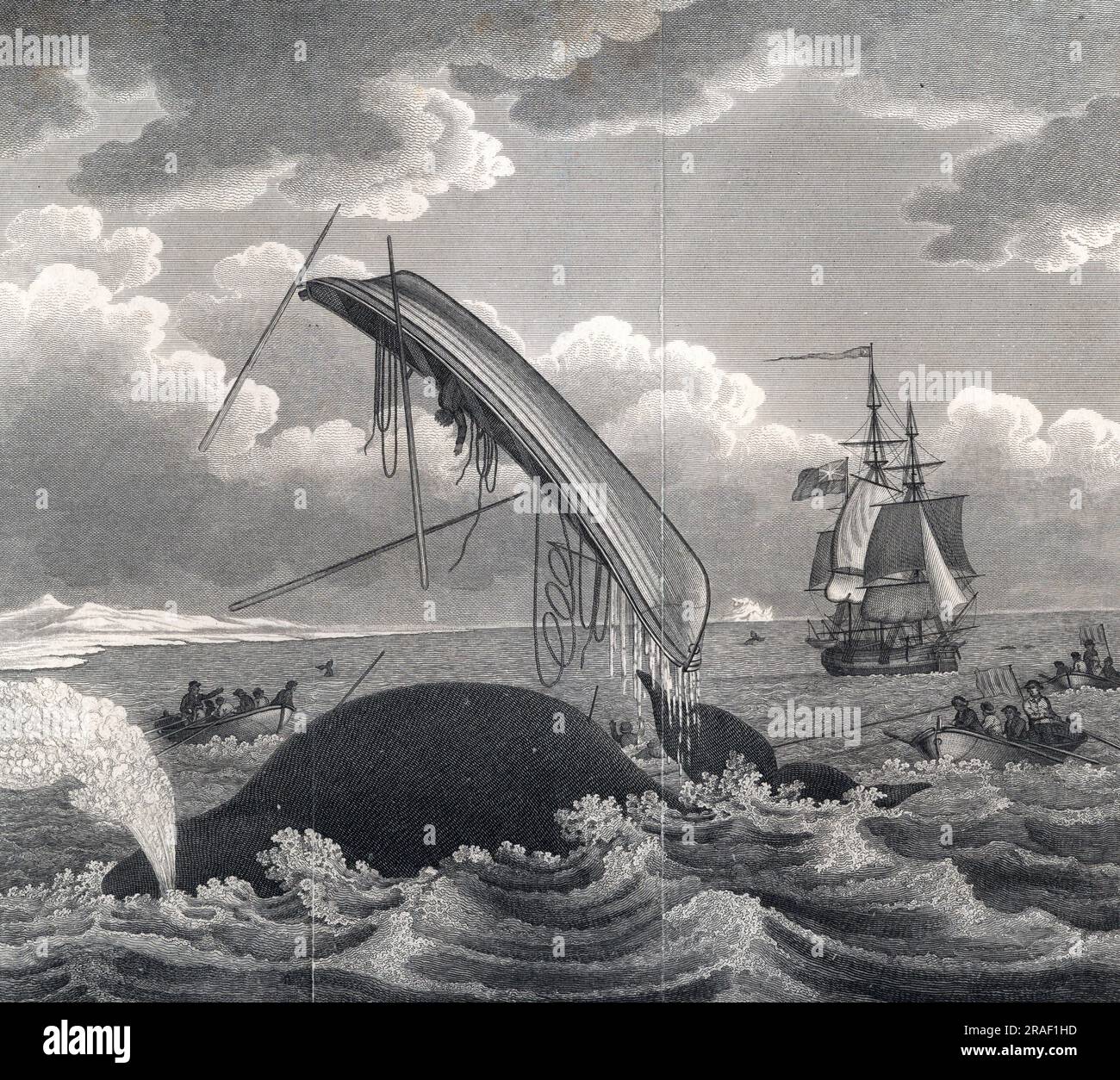 The dangers of whaling, a whale breaches out of the water and throws a ...