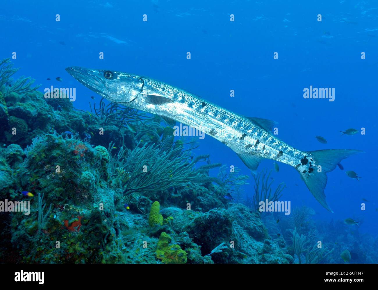 Barracuda (Sphyraena barracuda) in the caribbean, Maria La Gorda, Kuba, central america Stock Photo