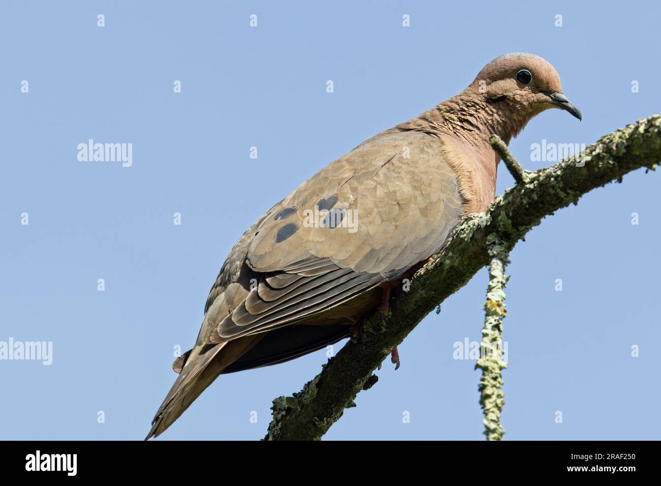 Eared Dove (Zenaida auriculata), perched on a branch against a blue sky, very close, Botanic Gardens, Bogota, Colombia. Stock Photo