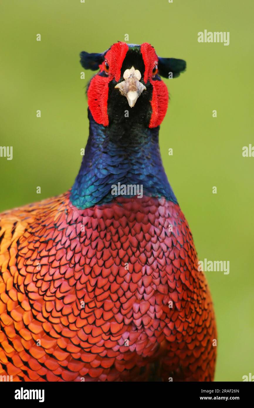 GamePheasant (Phasianus colchicus) male Stock Photo Alamy