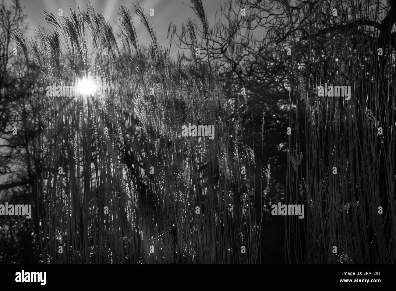 Radiant rays from a captivating winter sunset bathe a tranquil and stunning natural setting of tall pampas grass. Stock Photo