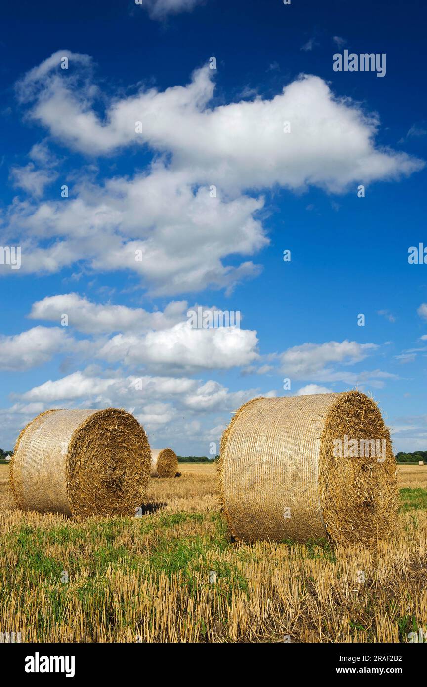 Straw bales on stubble field, round bales Stock Photo - Alamy