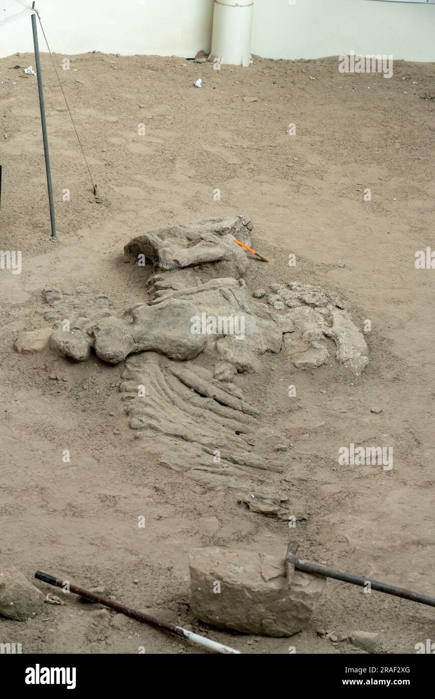 Actual dinosaur bones in a reconstuction of a dinosaur dig camp in the ...