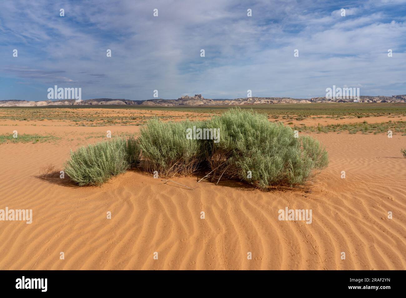 Sand Sagebrush, Artemisia filifolia, an a rippled sand dune in the San Rafael Desert  near Hanksville, Utah. Stock Photo