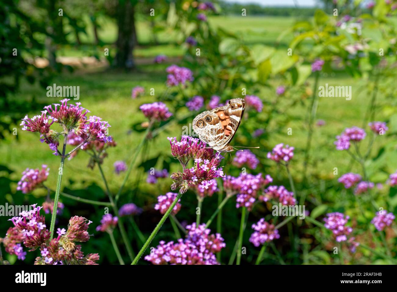 Profile view of a painted lady butterfly collecting nectar from a purple verbena bonariensis flowering plant in a garden on a sunny day in summertime Stock Photo