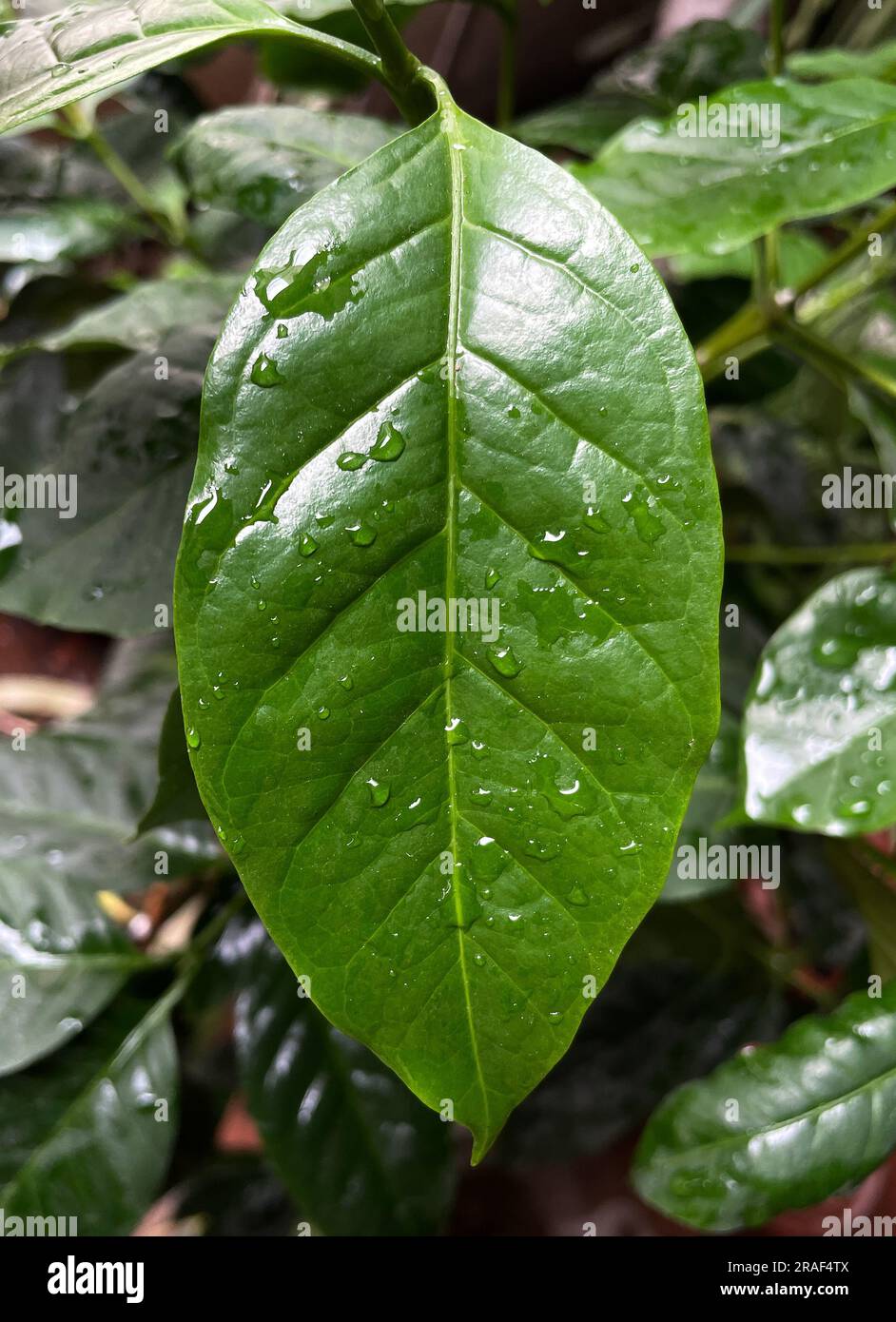 Coffee tree in highland Vietnam. Cây cà phê. 越南旅游, 베트남 관광, ベトナム観光, ឌូលីច វៀតណាម Stock Photo