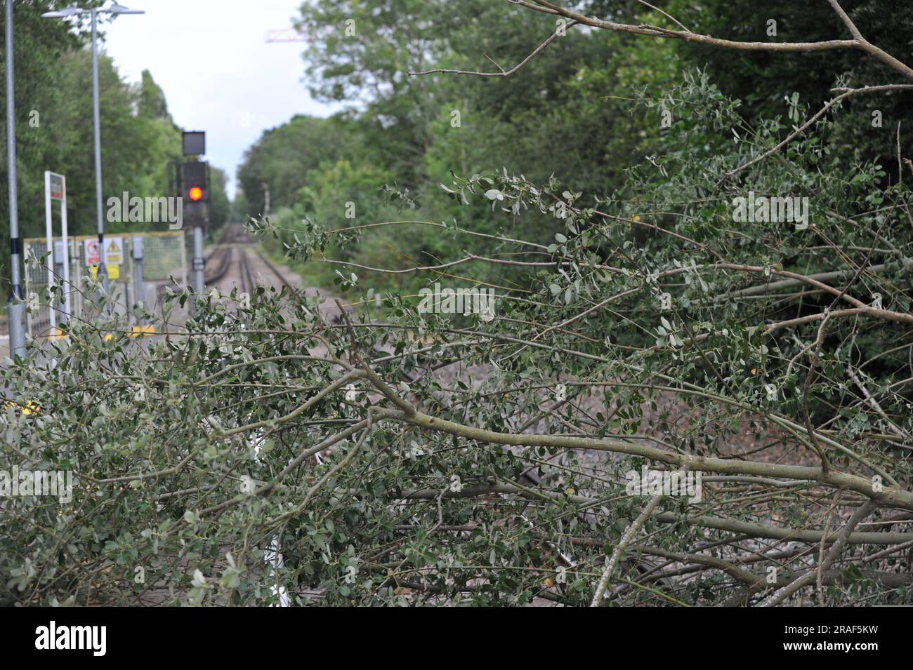 A tree fell onto the tracks at Hampton Court Railway Station today’s following high winds resulting in a reduced level of service for visitors to the Hampton Court Garden Festival making their way home after attending the show.  A Network Rail engineer was onsite and assessing the situation and remarked that this kind of incident was far more common during the autumn and winter months than in mid-summer.  Hampton Court Garden Festival fully opens to the general public tomorrow when high number of visitors are expected. Stock Photo