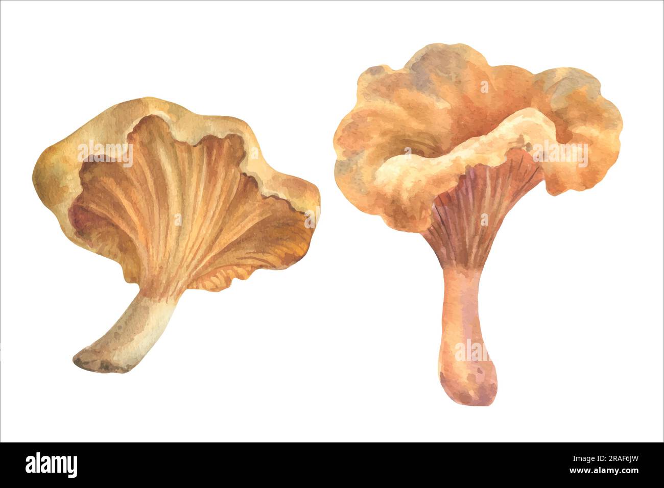 Watercolor Chanterelle Mushrooms, vector illustration. Hand painted