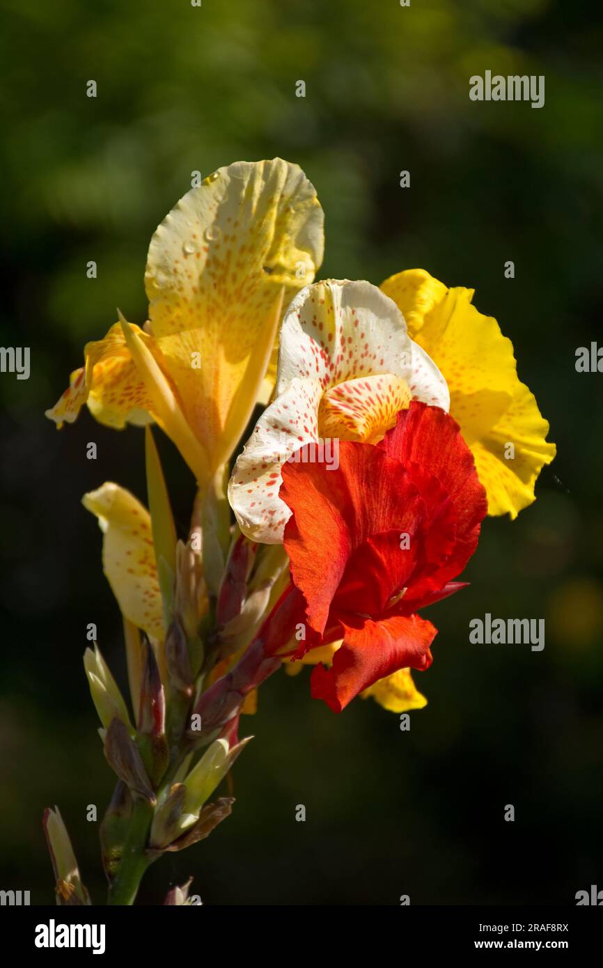 Closeup picture of perennial gorgeous yellow and red canna lily flowers blooming in the late Spring Stock Photo