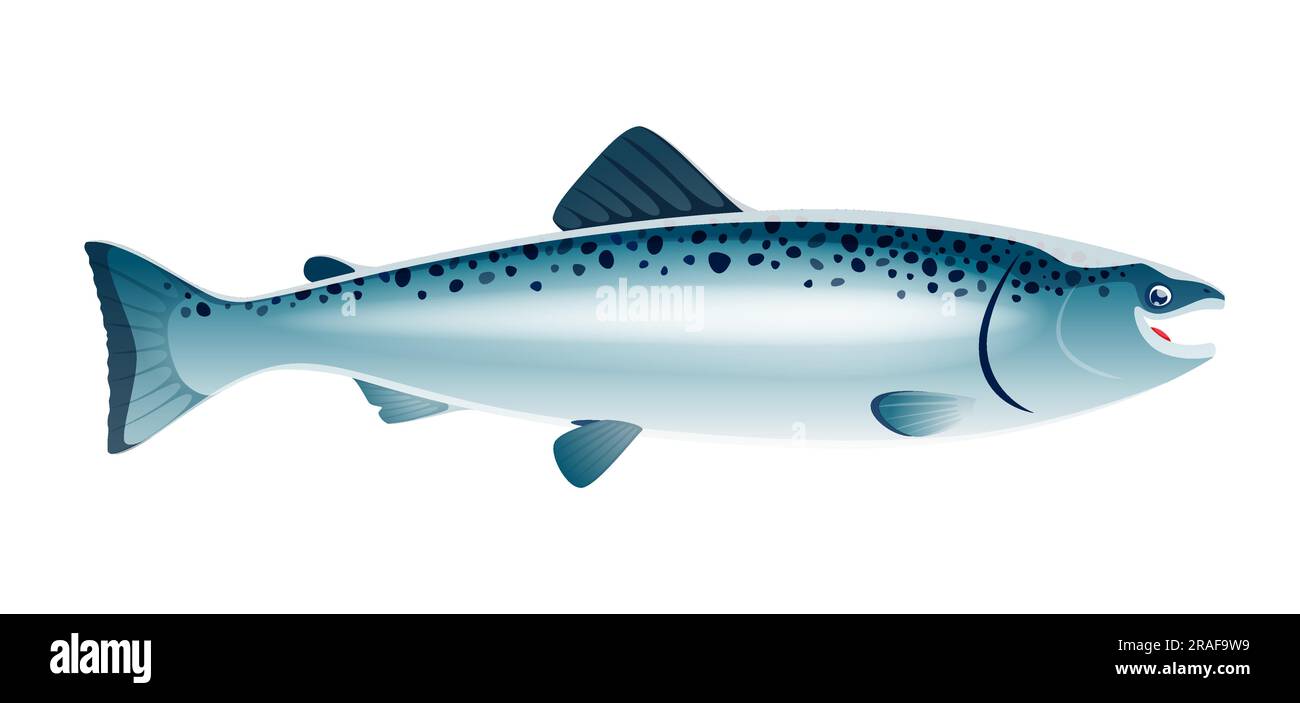 Cartoon salmon fish sea animal with sleek body, vibrant coloration, and remarkable ability to swim against strong currents during its annual migration. Isolated vector wildlife creature side view Stock Vector