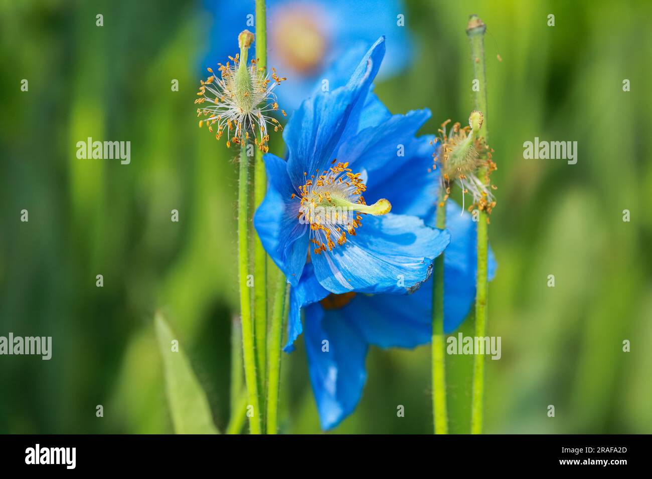 Blooming plant Meconopsis Grandis on the green background Stock Photo
