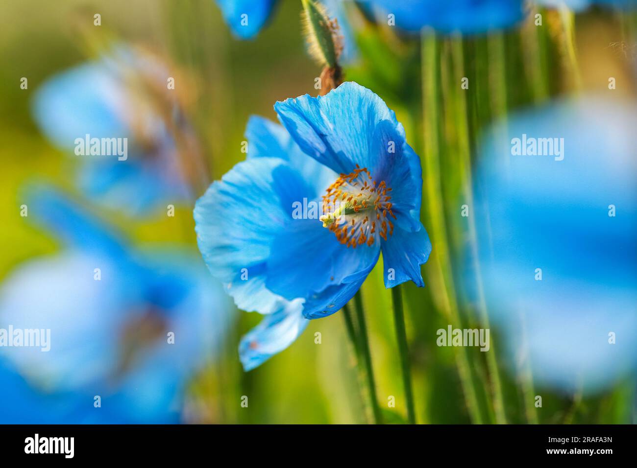 Blooming plant Meconopsis Grandis on the green background Stock Photo