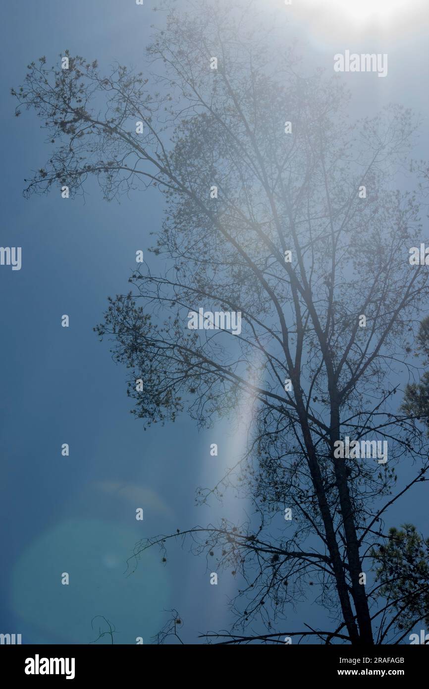 trees seen from below in the forest Stock Photo