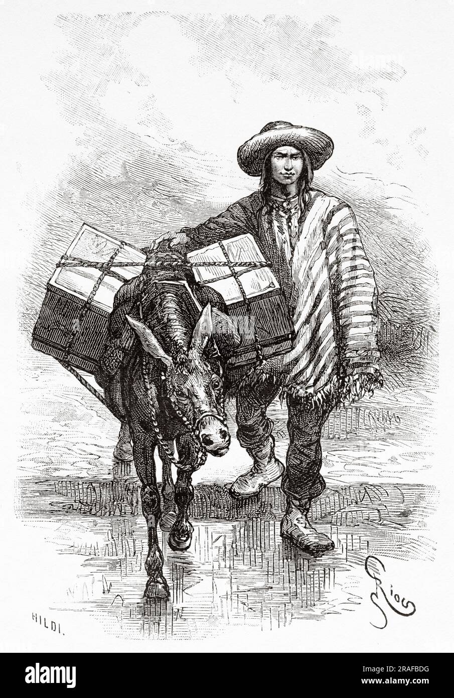 Bolivian indigenous man driving a loaded mule, Bolivia, South America. Journey in search of the remains of the Crevaux mission by Émile-Arthur Thouar 1884. Old 19th century engraving from Le Tour du Monde 1906 Stock Photo