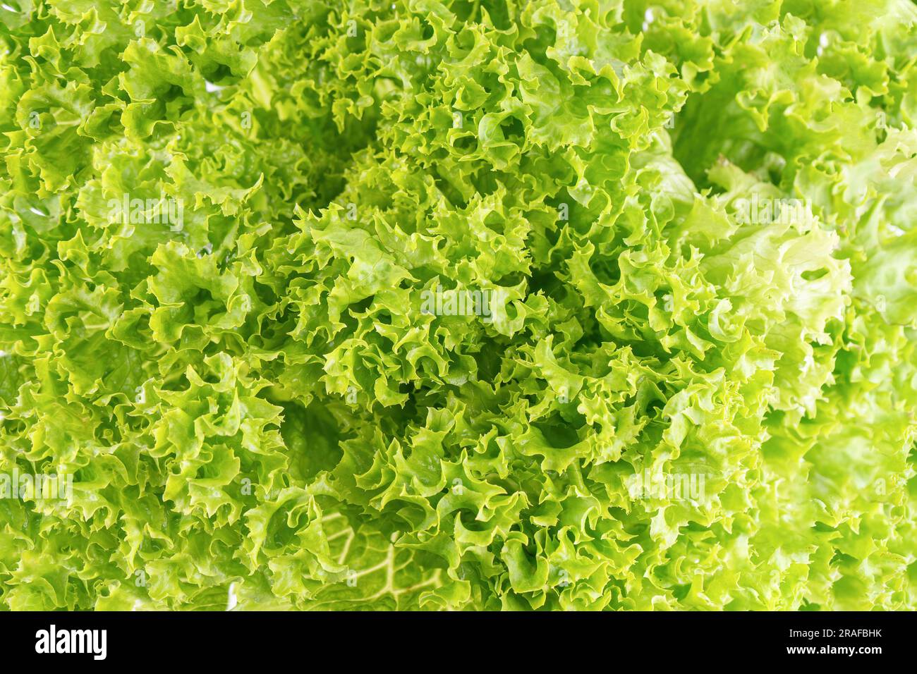 Close up lettuce organic salad, fresh green hydroponic vegetable. Salad leaves background. Vegetarian food, healthy lifestyle Stock Photo
