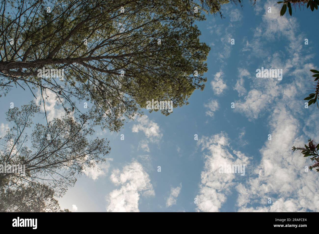 Tree canopy from below spring hi-res stock photography and images - Alamy
