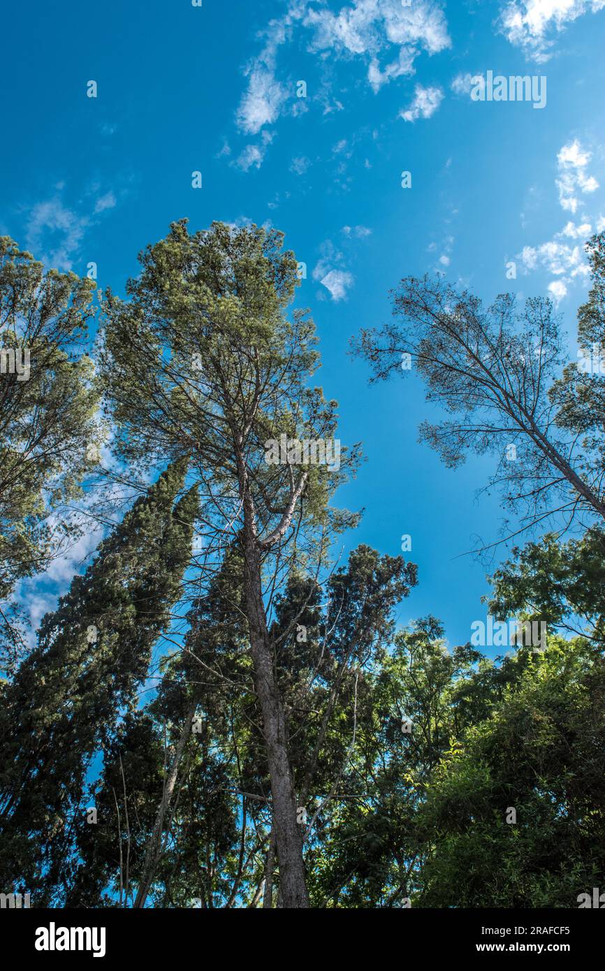 trees seen from below in the forest Stock Photo