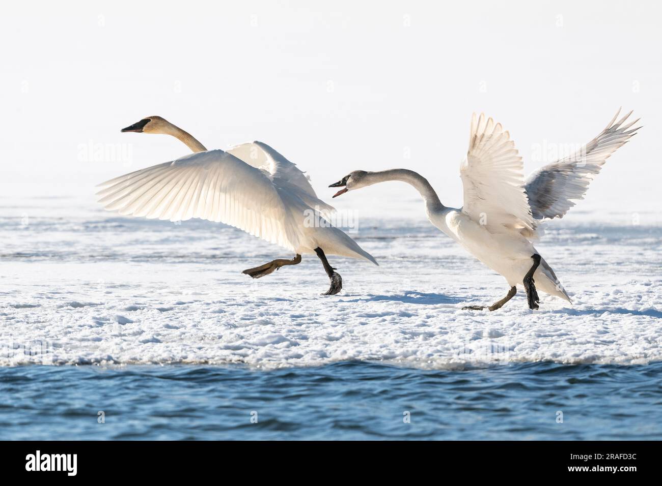 Trumpeter swans squabbling (Cygnus buiccinator). St. Croix River, MInnesota-Wisconsin border, March, USA, by Dominique Braud/Dembinsky Photo Assoc Stock Photo