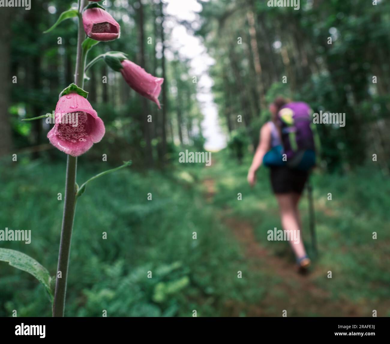 A Woman Hiking A Forest Trail WIth A Foxglove Flower In The Foreground Stock Photo