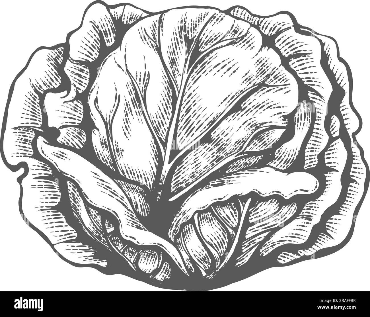 White cabbage engraved sketch Stock Vector