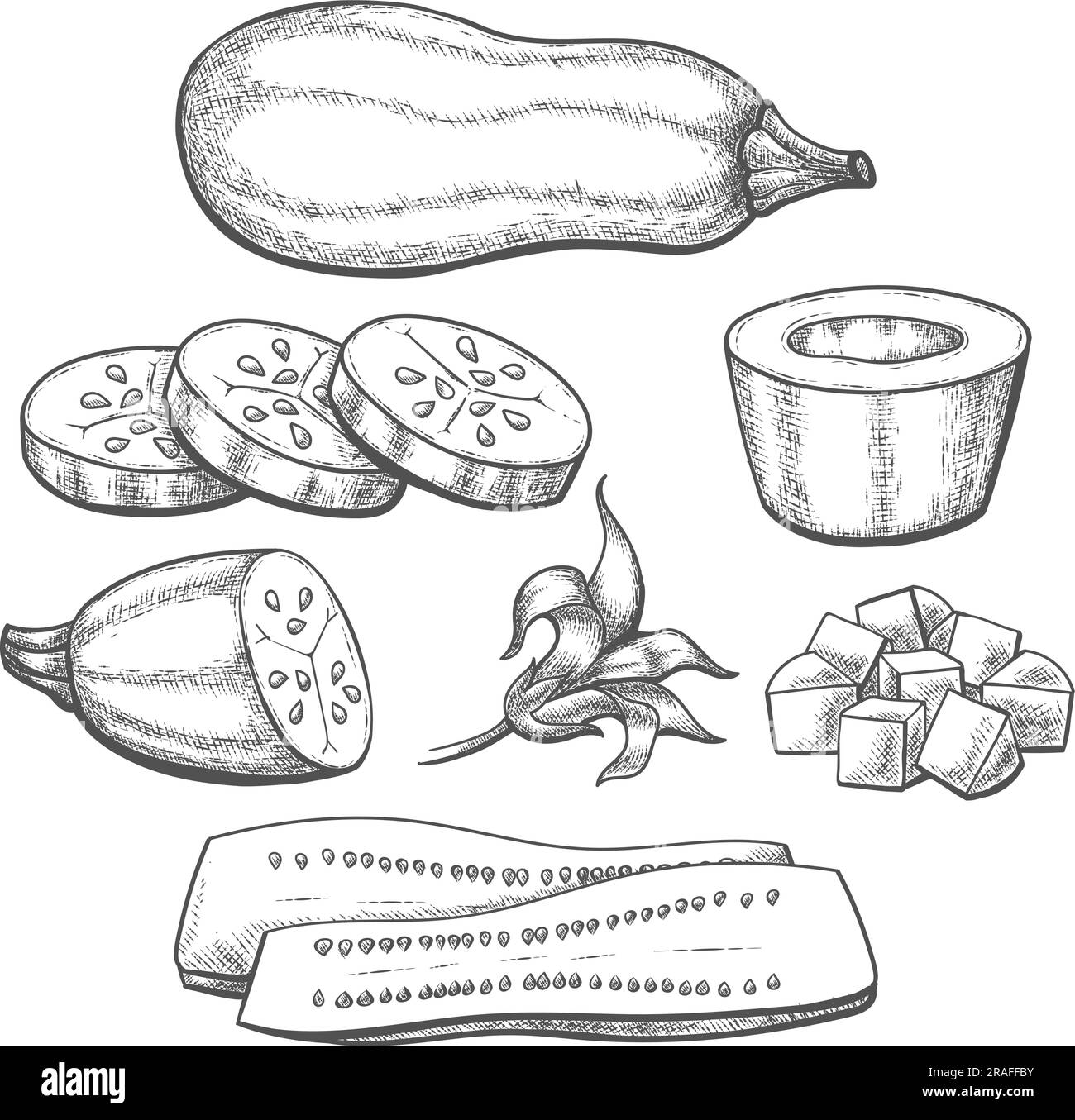 Raw zucchini sketch Stock Vector