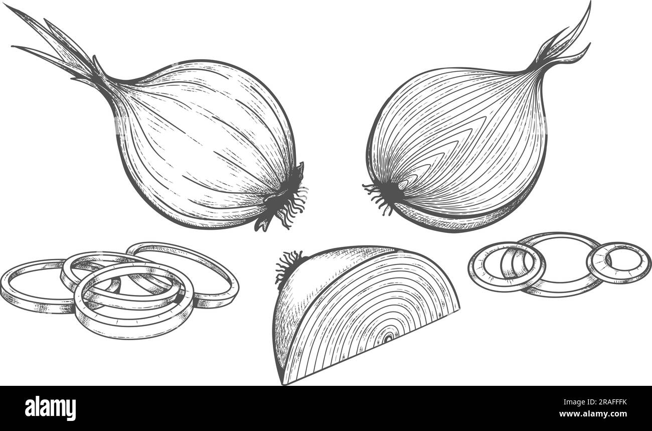 Onion etched drawing Stock Vector